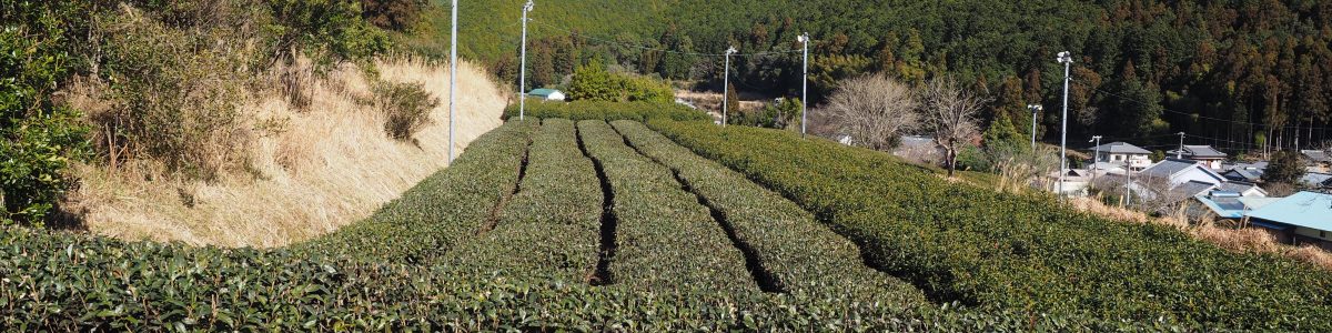 市鹿野　茶畑